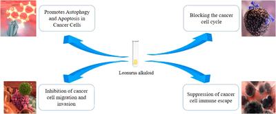 A literature review: mechanisms of antitumor pharmacological action of leonurine alkaloid